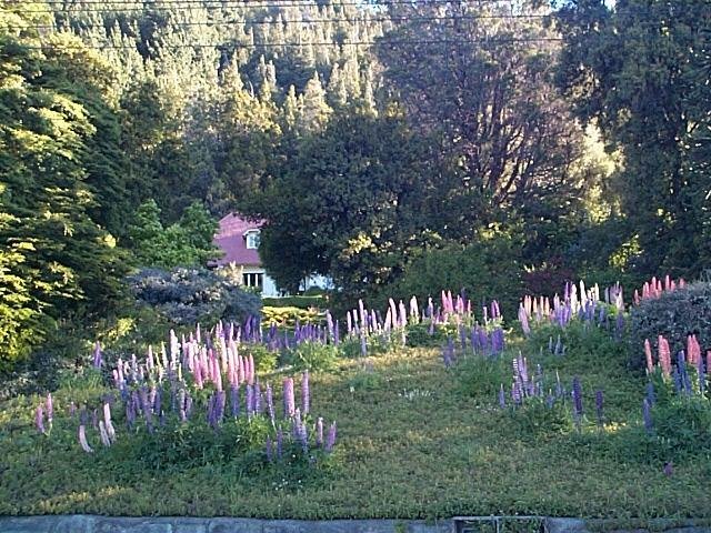 Flores en Bariloche by Horacio Arevalo