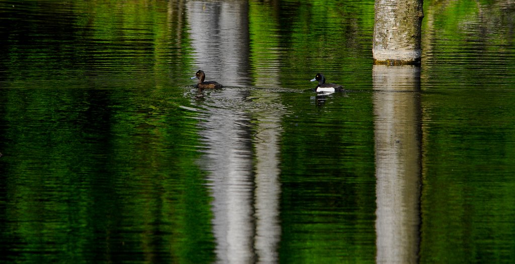 Tufted Ducks. Troldænder nær ved Djævlemosen i Lille Hareskov. by Klavs Frandsen