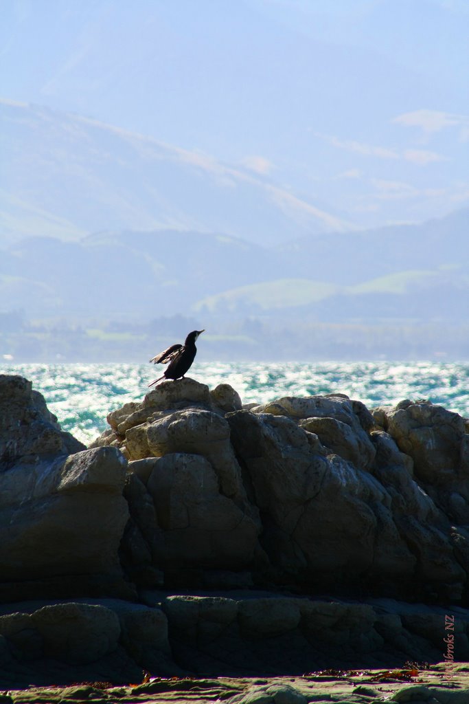 Karuhiruh- pied shag-Kaikoura-NZ by Gibroks s