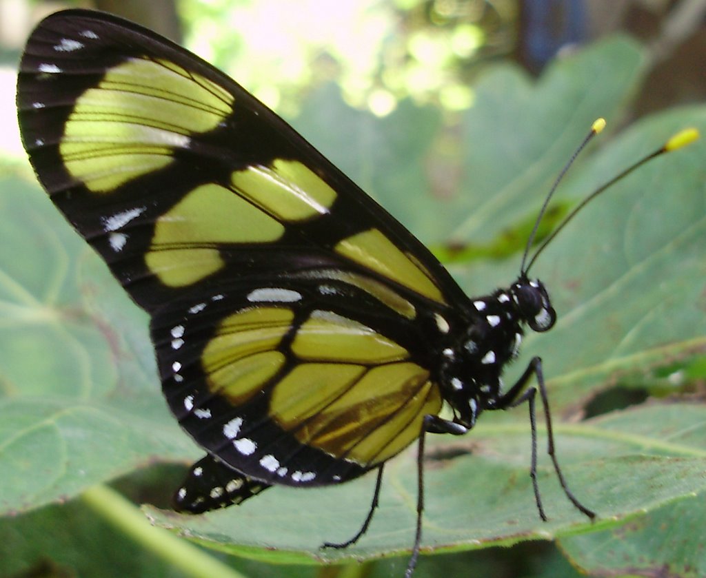 Borboleta(butterfly) by Sandro Salomon