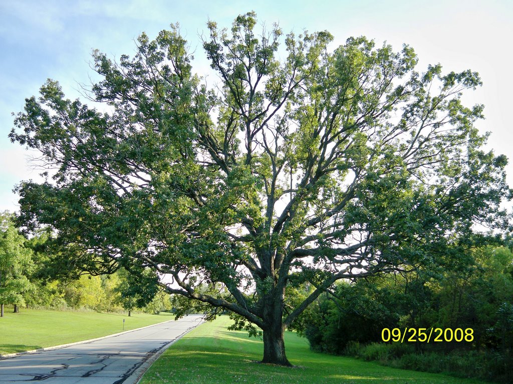 Whitnall Park-The Tree by floydatic