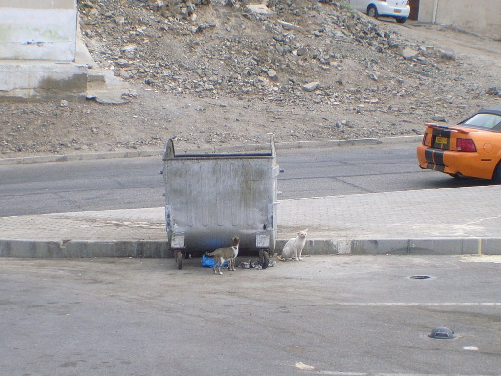 Omani Cats by Chucklestheclown