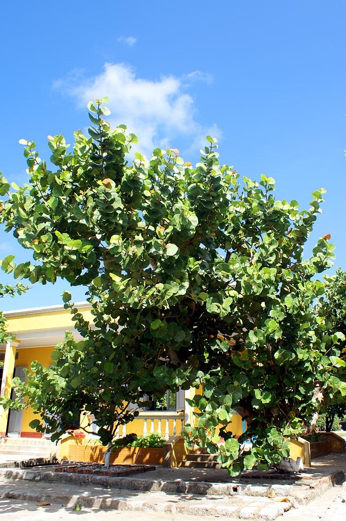 Thực vật trên đảo Trường Sa Lớn (Bàng Vuông) - Tropical tree on Spartly Island by BuiTuanKhiem