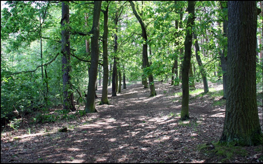 Im Landschaftsschutzgebiet - Ludwigsfelde im Landkreis Teltow-Fläming by Ralf Pätzold, Berlin