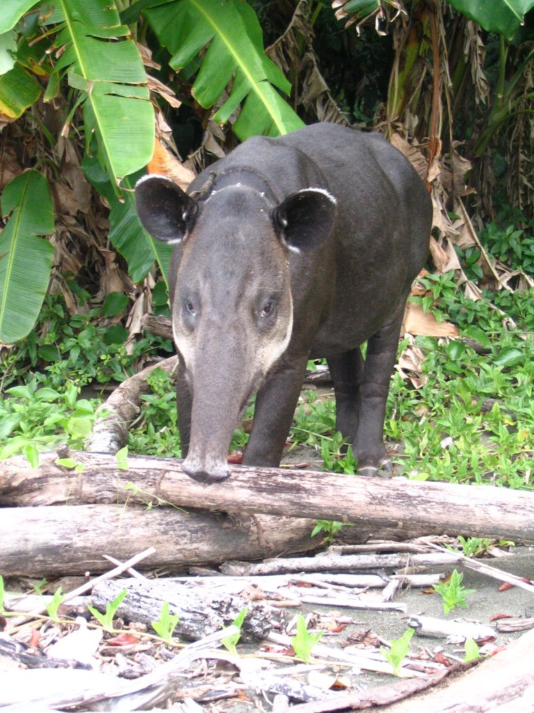 Danta/ Tapir, Sirena by Kenneth Mora