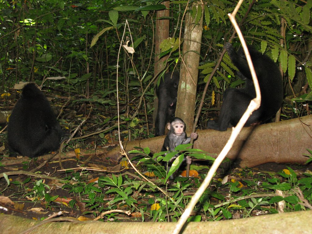 04/2009 Baby Black Macaque at Tangkoko by der.dodger