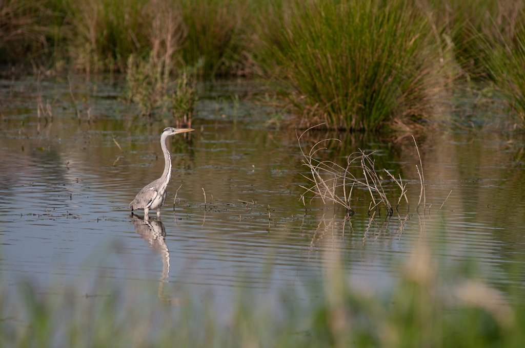 Marais du Sionnet by YannickW