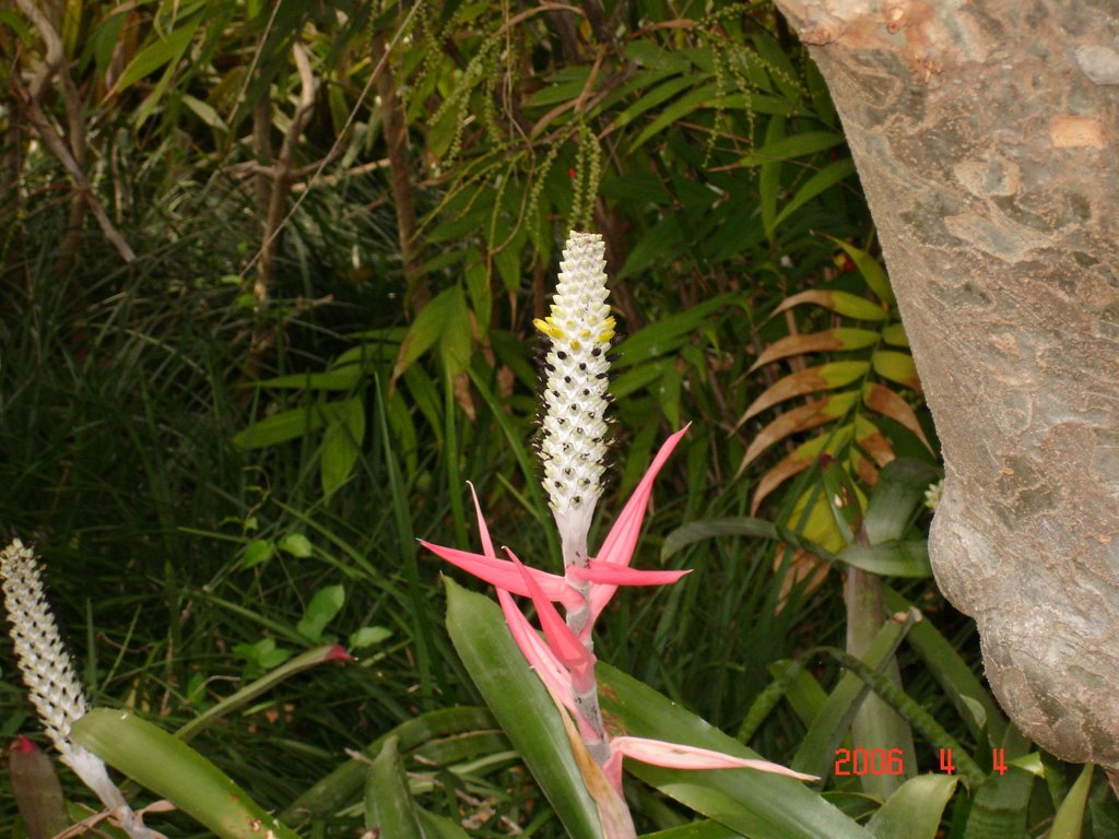 A FLOWER AT LOWRY PARK ZOO, TAMPA, FL. by cjtill