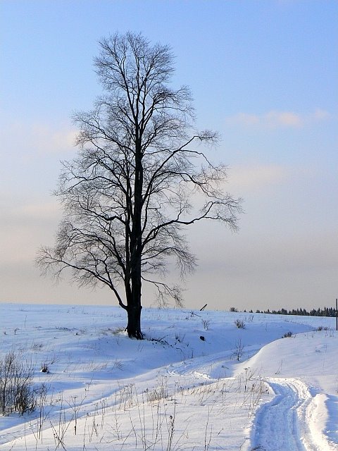 Drzewo za beniową by salmiak