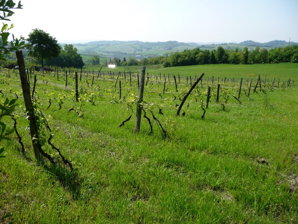 Vigneti nel Monferrato (AL) by Ilda Casati