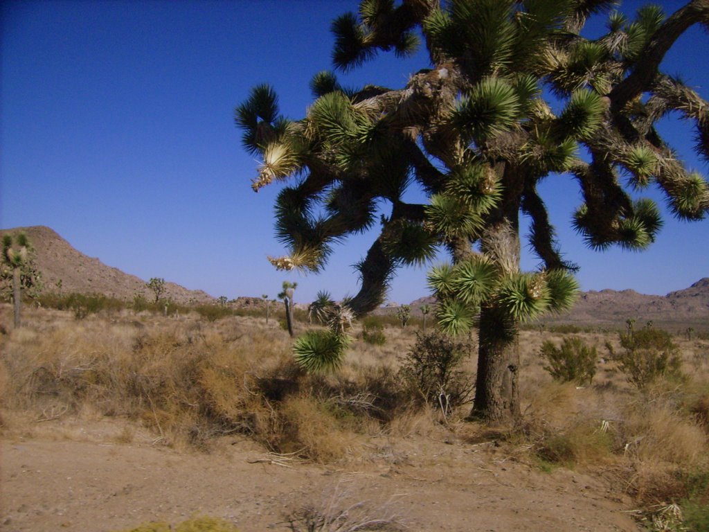 Giant Joshua Tree alongside main road by Monica Lessley