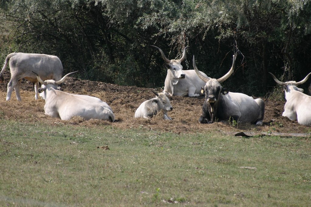 Resting herd of Hungarian Grey Cattles or Hungarian Steppe Cattles (in Hungarian: Magyar szürkemarha or Magyar alföldi) by MBagyinszky