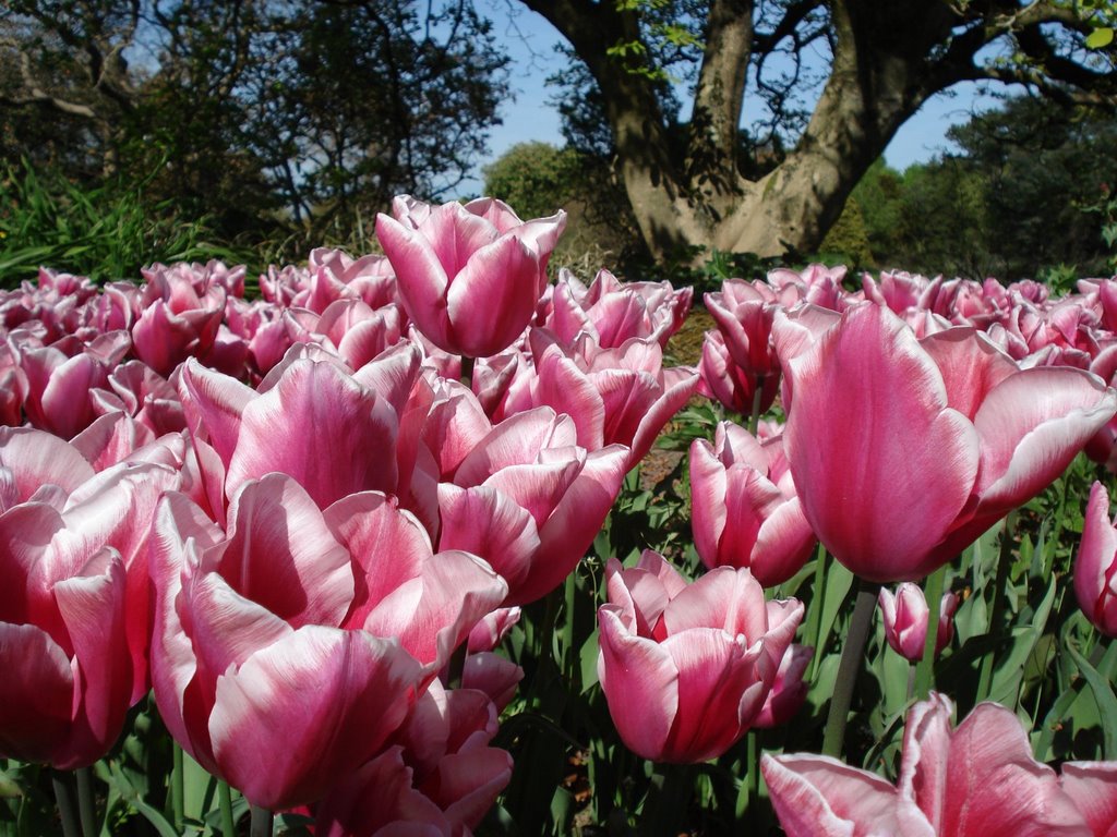 Tulips - © Émerson-V by Émerson-V