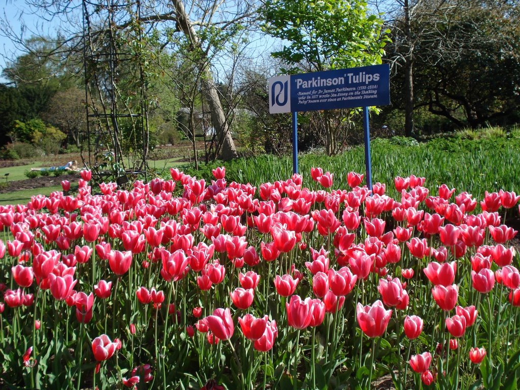 Tulips - © Émerson-V by Émerson-V