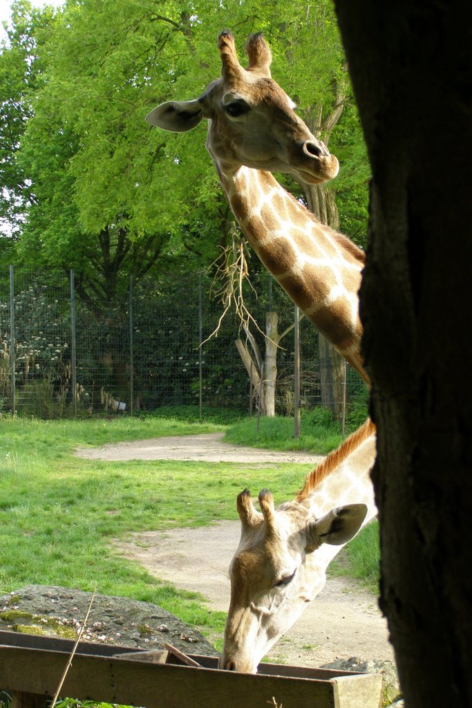 Zoo Dortmund Giraffenpäarchen by Asphaltschabe