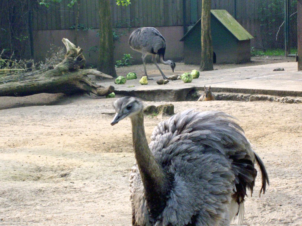 Zoo Duisburg; Nandu by ©schw@bendude