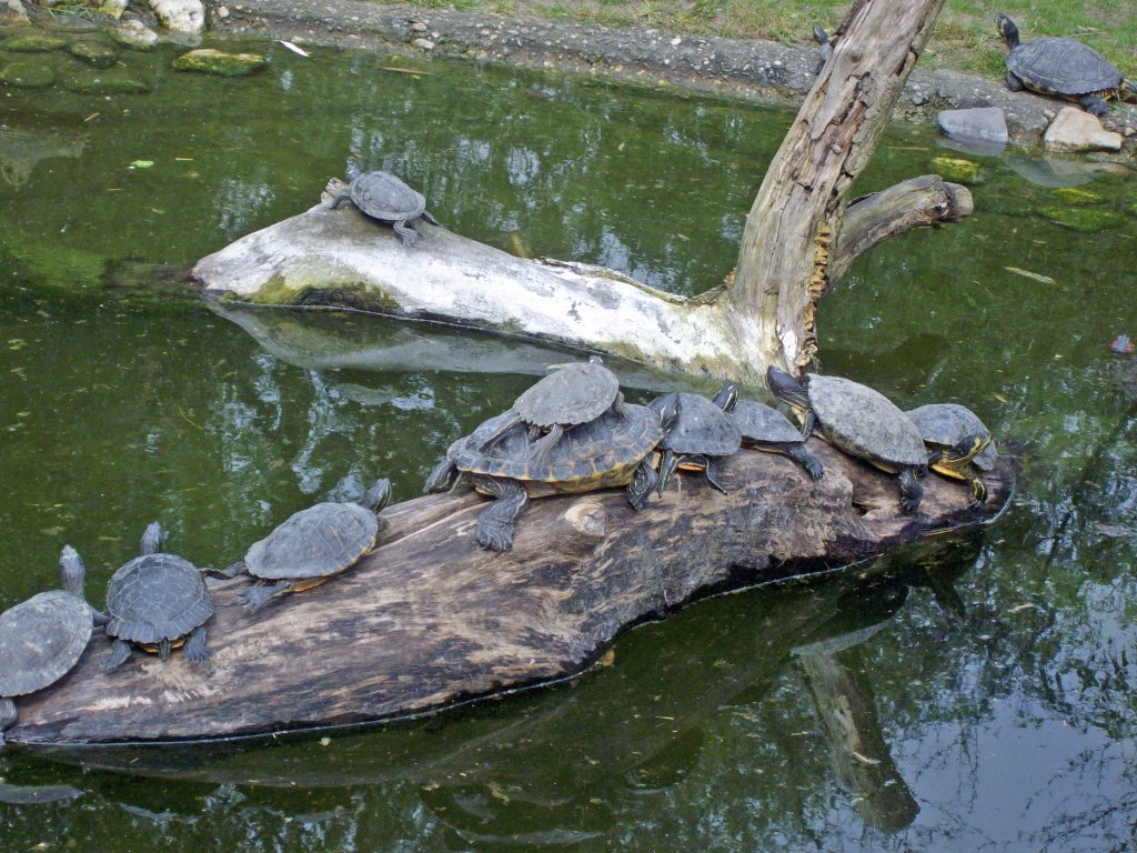 Zoo Duisburg; Schildkröten by ©schw@bendude