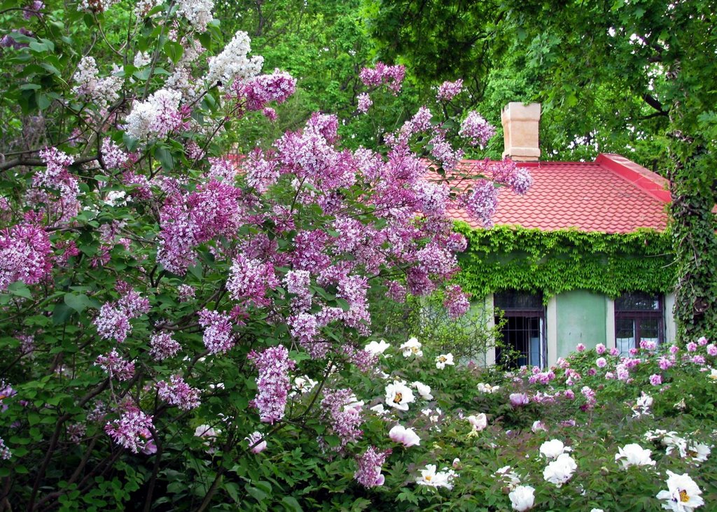 Odessa Botanical Gardens, Odessa, UA by Sergei Leshchinsky