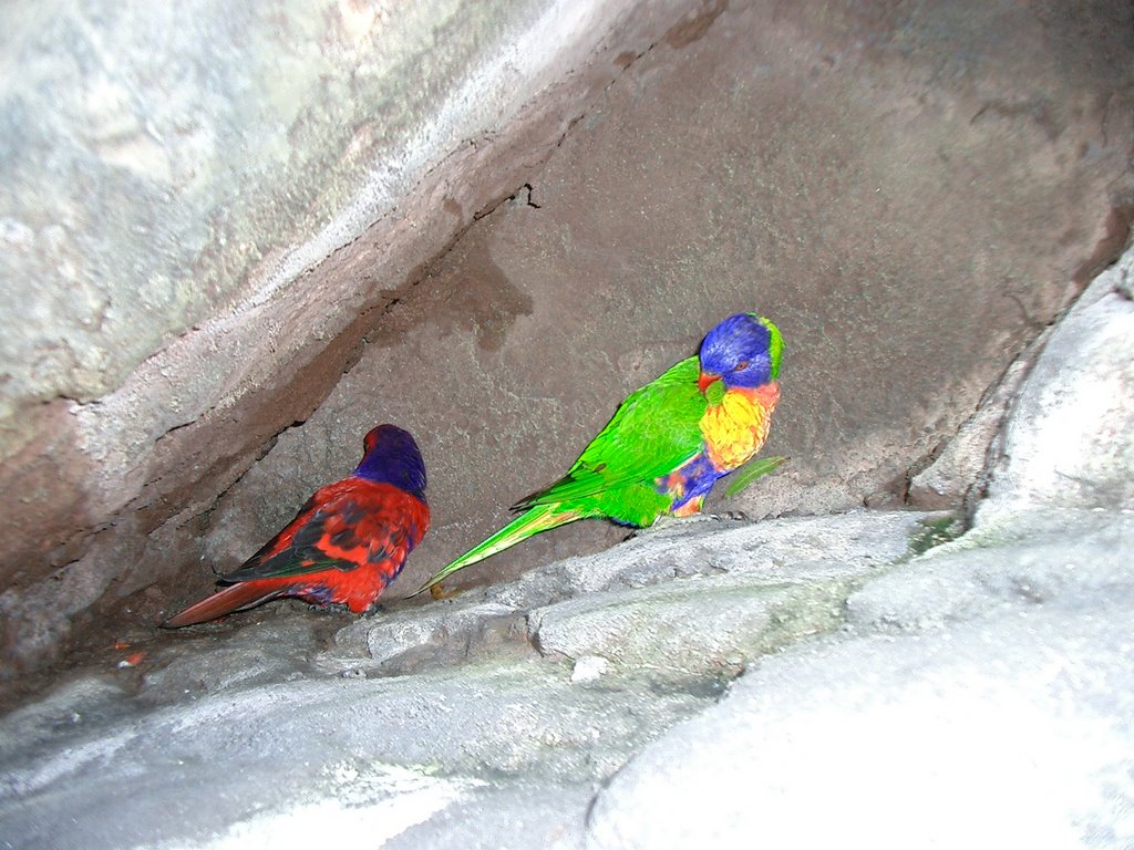 Busch Gardens - Bird Garden by Luckypet