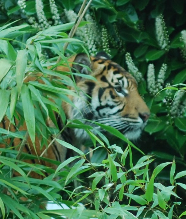 Shy Tiger - Chester Zoo by Melrose112