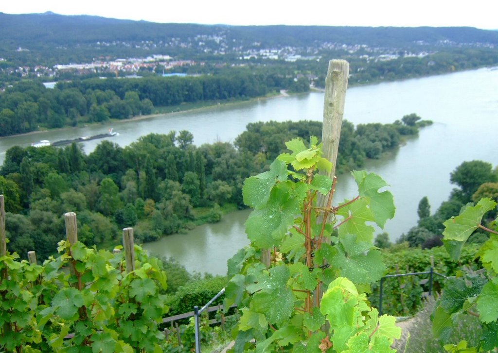 Blick vom Rolandsbogen by malfa