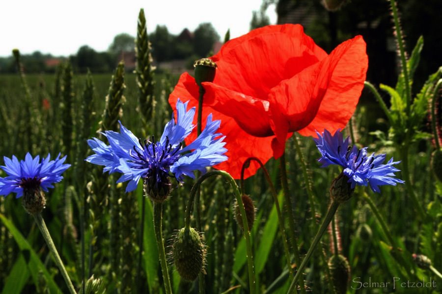 Sommerblüten - Kornblumen und Klatschmohn by SPetzoldt