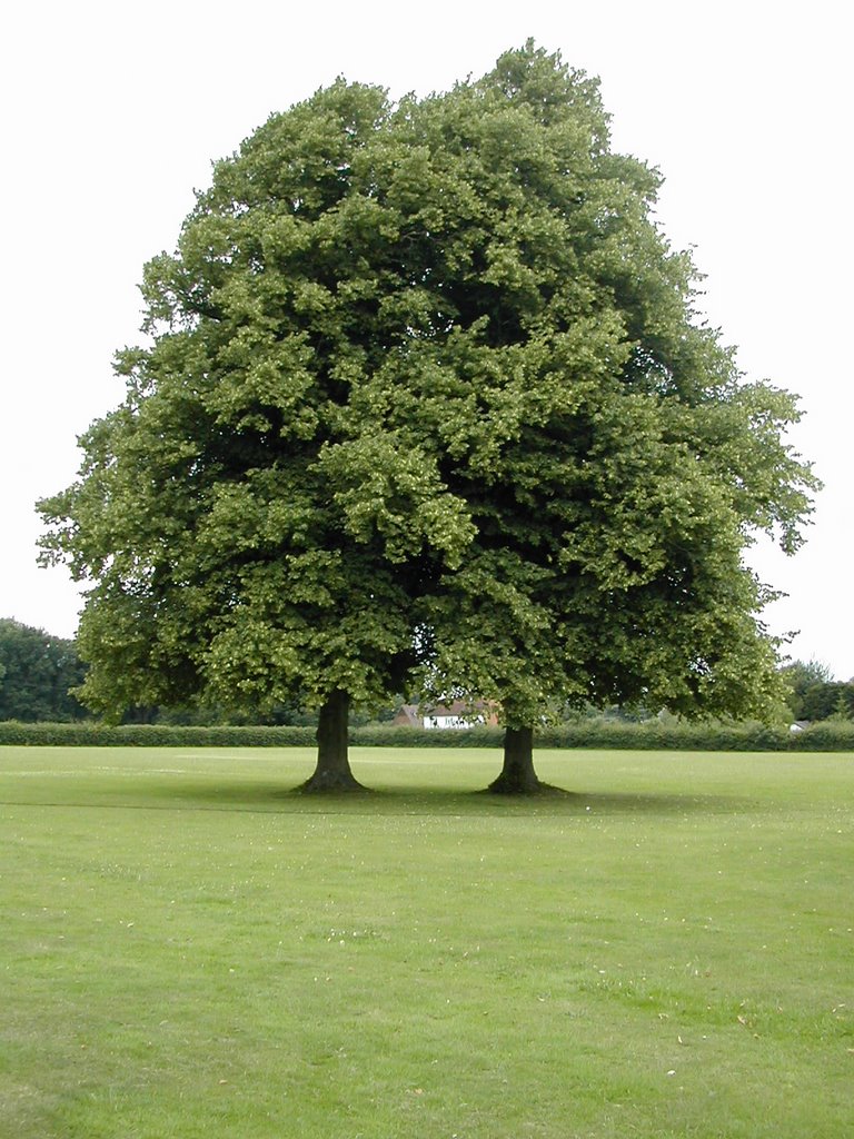 The Trees inside the boundary of Ashford Hill CC 2003 by Neil Wickenden