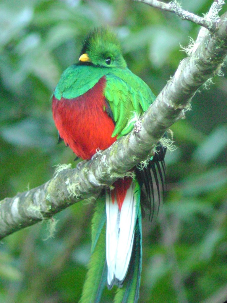 Quetzal En Hotel Savegre by raulfdezchacon