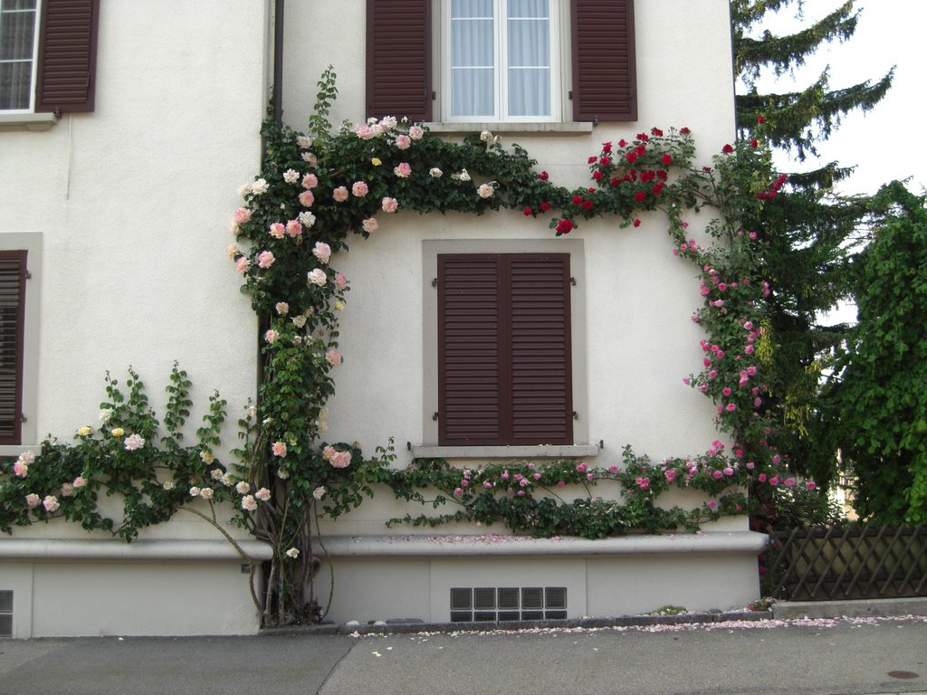 Rambling roses, Glärnischstrasse, Horgen (1) by gteapot