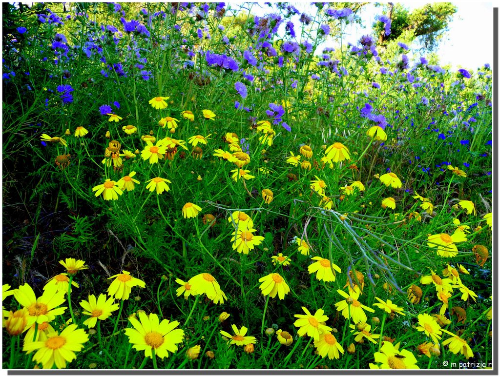 Fiori di campo by © m patrizia