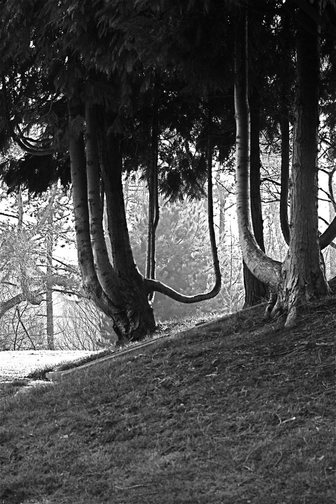 Alexandra Gardens, penarth by skizzywales