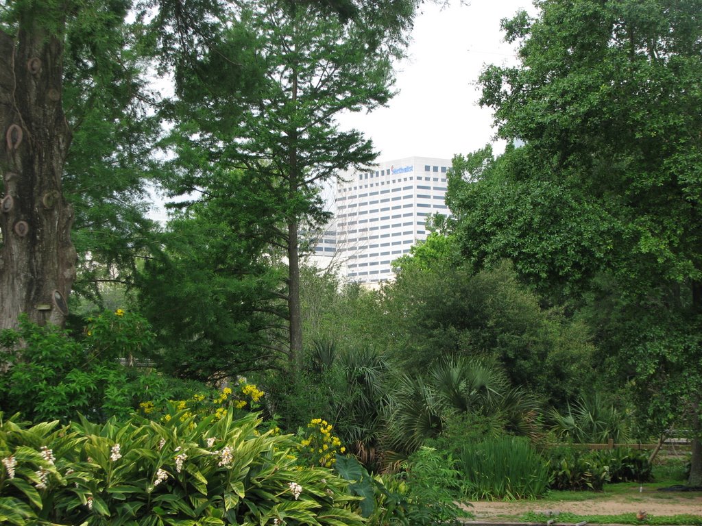 Methodist Hospital from Houston Zoo Gardens by Nestor Solis