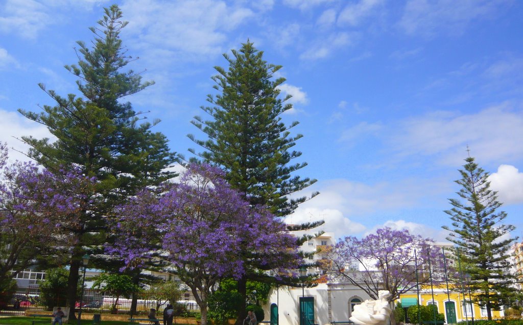 Arboles de Araucaria y Jacaranda by juanvi.fdz.-blanco