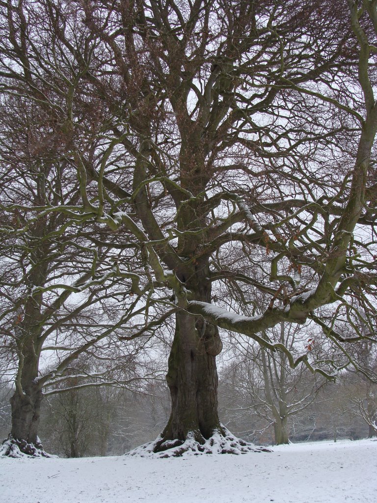 Mote Park in the snow by rebecca146