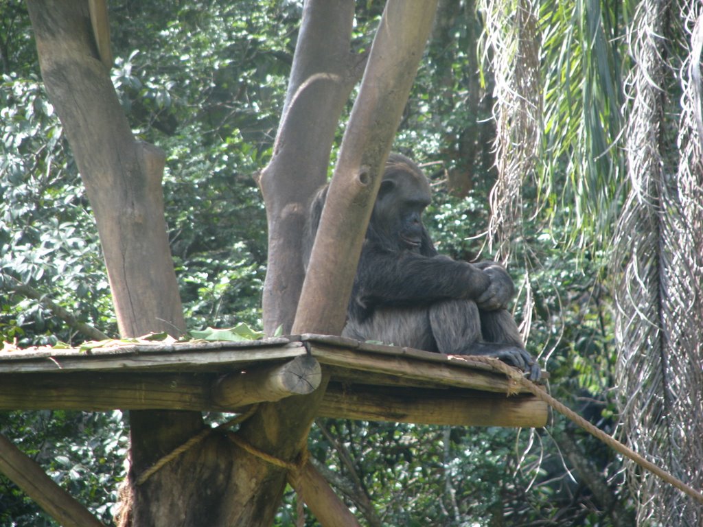 Chipanzé - Zoo Belo Horizonte - MG by bililica