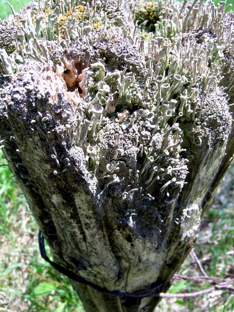 Lichen trumpet orchestra by larry e walton