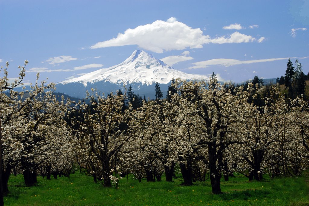 Mt Hood in Spring by www.JeffreyHecker.com