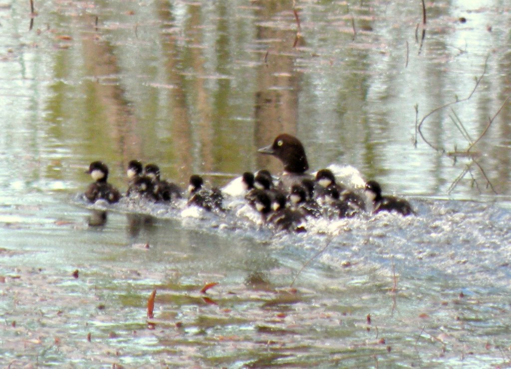 Common Goldeneye with chicks (Bucephala clangula) by KaSuMa