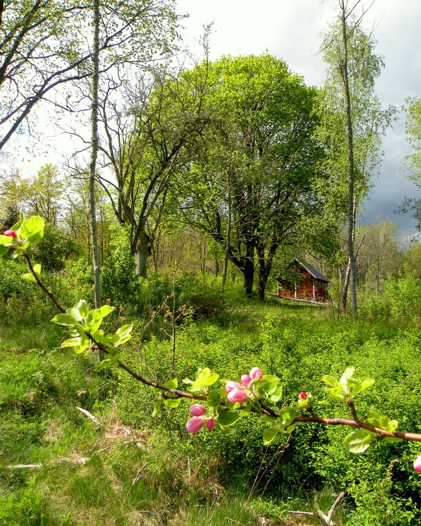 Abandoned garden, Rosenholm by SuMaKa