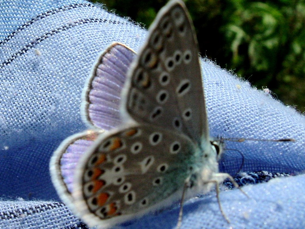 Közönséges boglárka/Common Blue- Polymmatus icarus/ by Mone2008