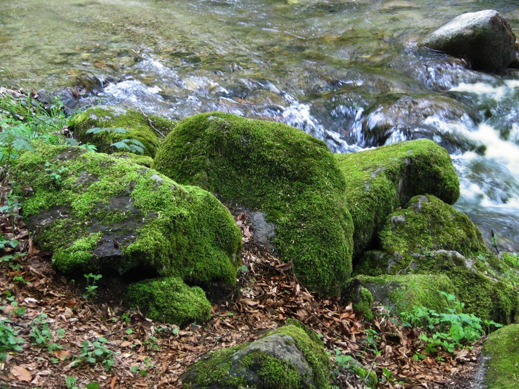 Bulgaria, Ribaritsa, Lovech Province, river Kostina by Maria Nedyalkova