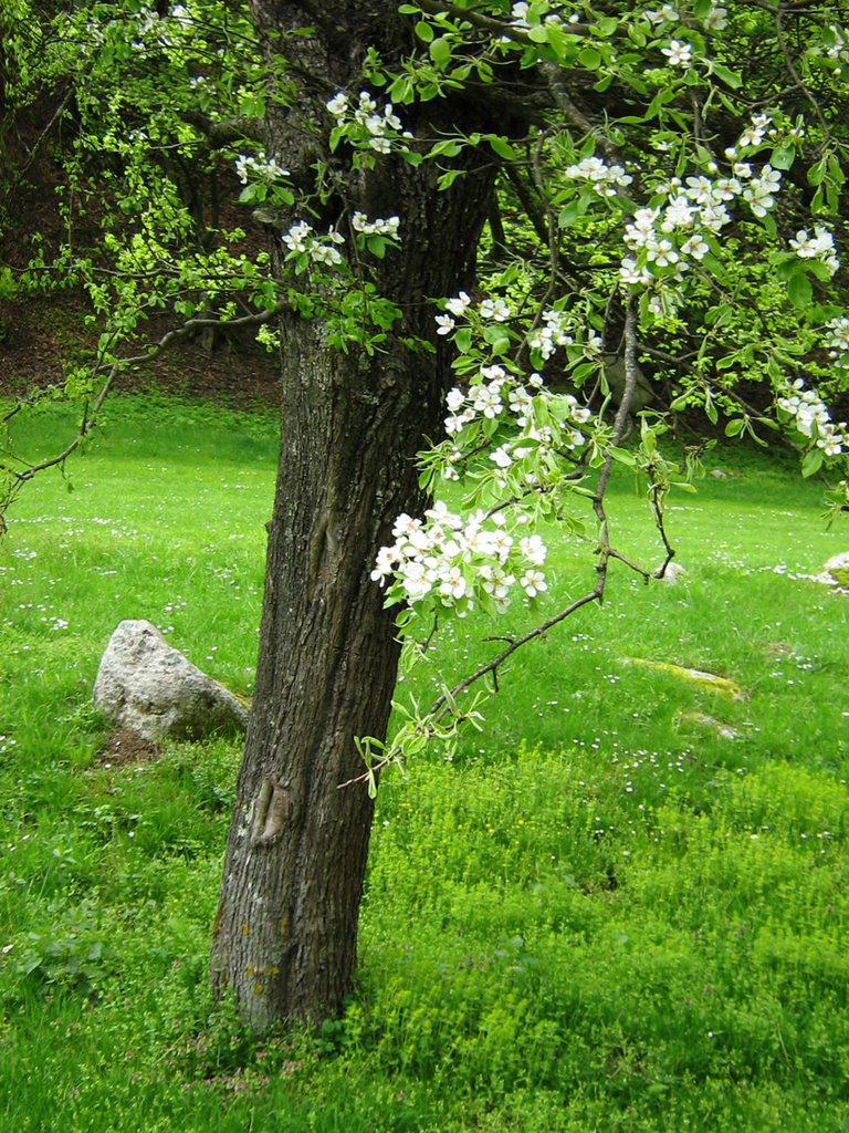 Bulgaria, Ribaritsa, Lovech Province by Maria Nedyalkova