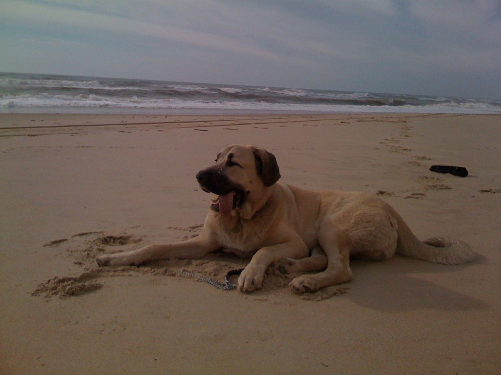 My athos en la playa de matalascañas by athosyca