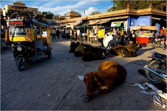 Holy cows in Sardar market by Tianzhan