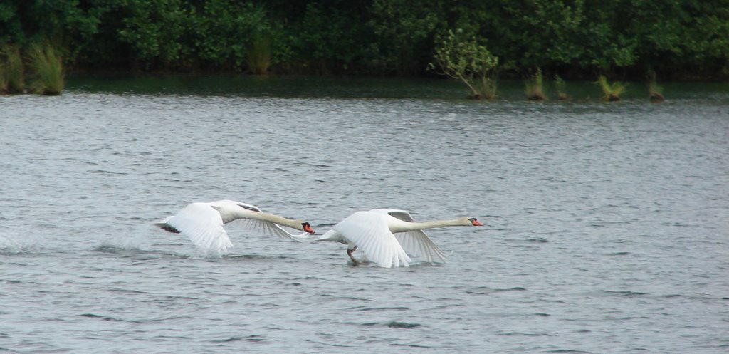 Poursuite de cygnes by Eliseo Jonen