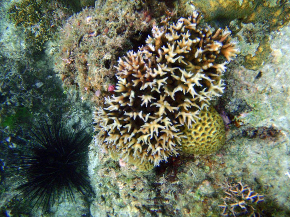 Boracay Island, Underwater, Philippines by Richard Lozin