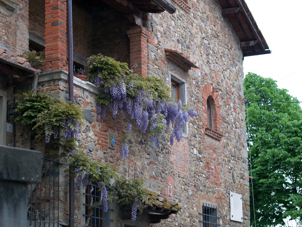 Wisteria by PeetDavis