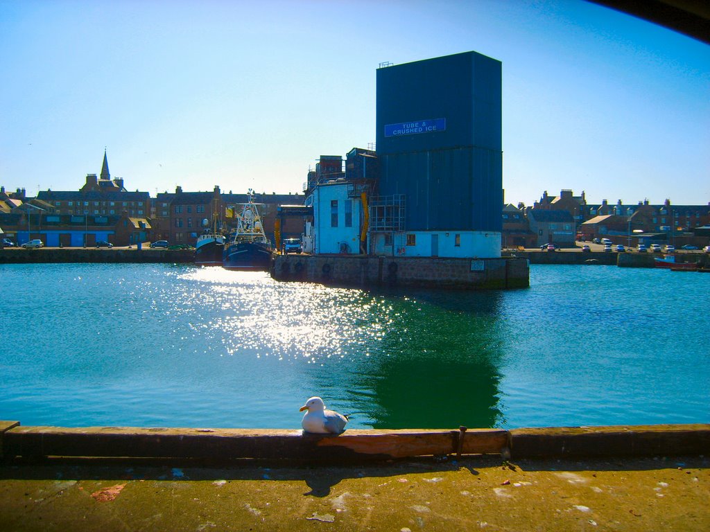 Peterhead Inner Harbour by RicardusTV