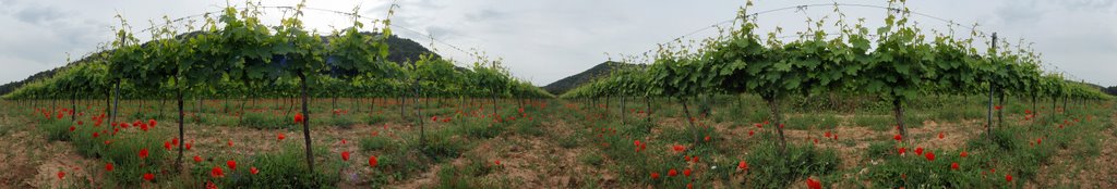 360 deg Panorama in a Vineyard with lots of Poppies [click twice for full view] by fridtjof.stein