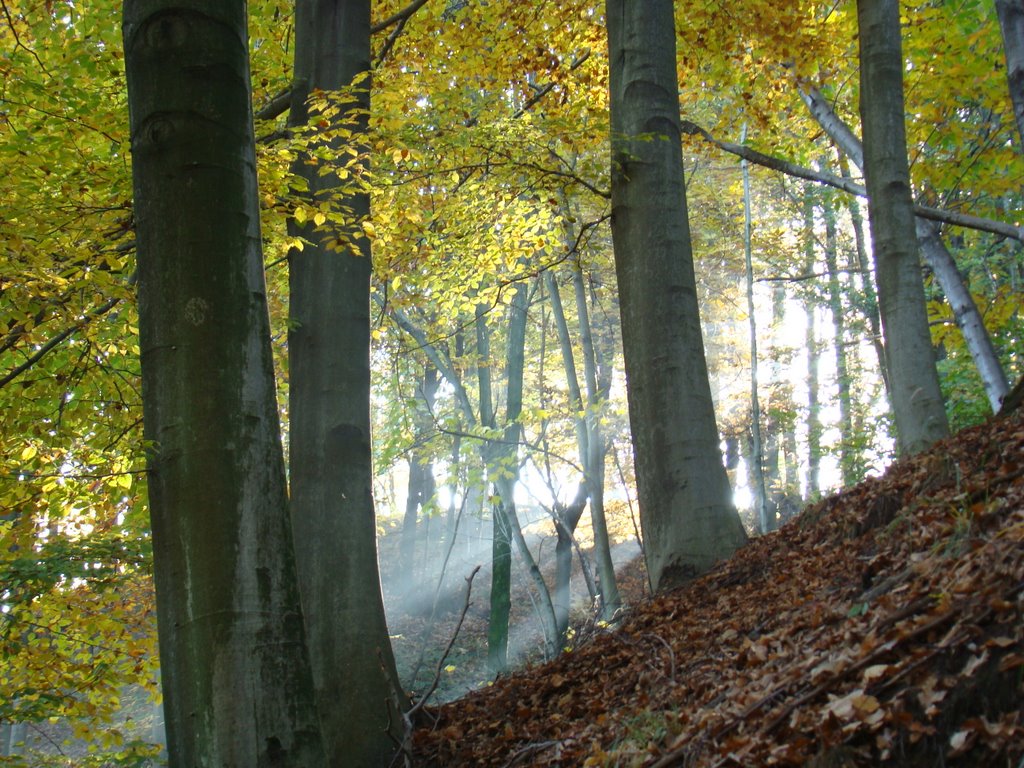 Autunno a Biella by Annamaria Botto